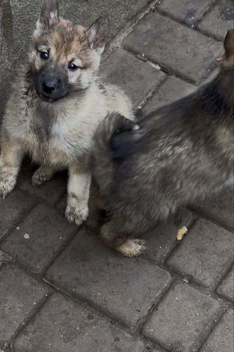 Продам цуциків   лайки