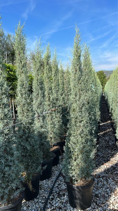 Продам кипарис Аризонский Италия