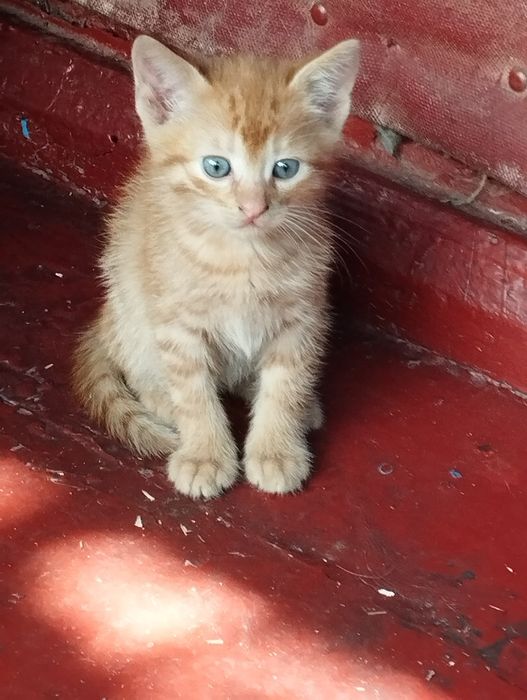 Котенок(кошечка) в добрые руки