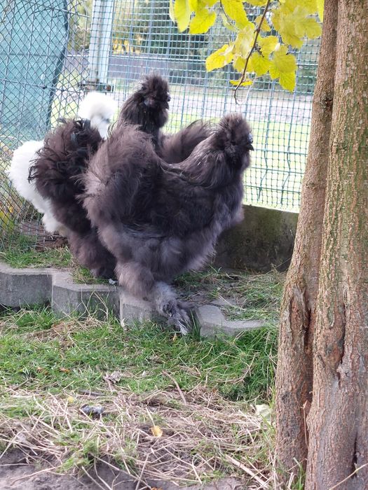 Silki Koguty 3 szt. czarne