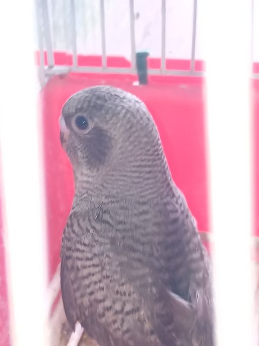 Para ceder aves de qualidade