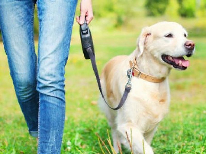 Выгул собак, собачек.