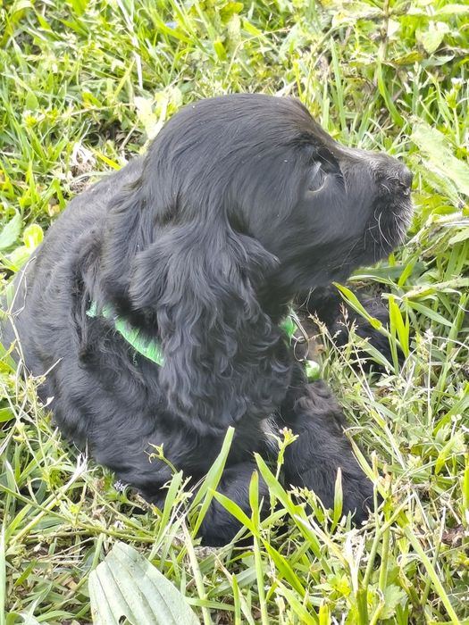 Menino Cocker fofinho