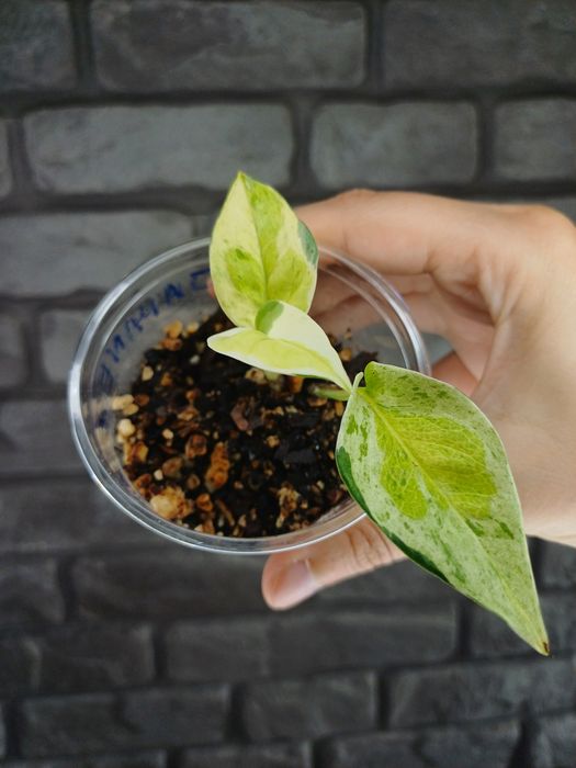 Epipremnum Japanese Global #4