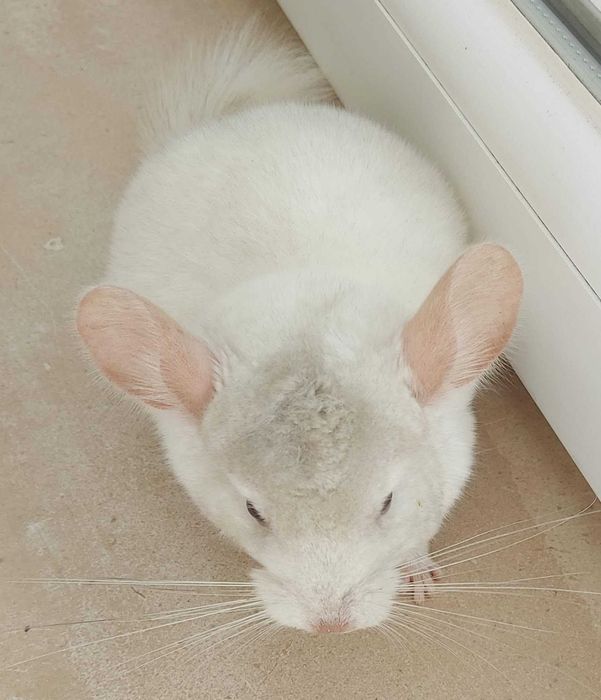 Animal de estimação