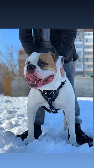 Американський Бульдог