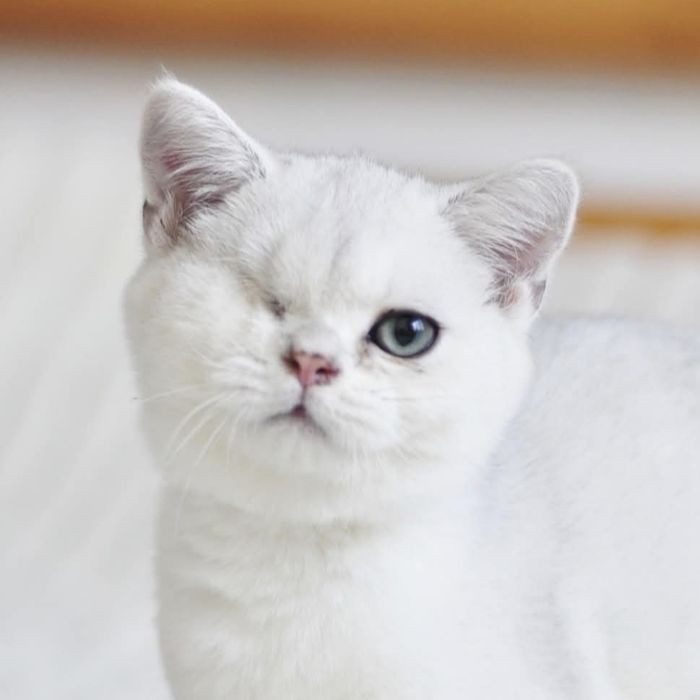 Kocurek brytyjski krótkowłosy srebrny cieniowany z zielonym oczkiem