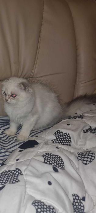 Хайленд фолд девочка