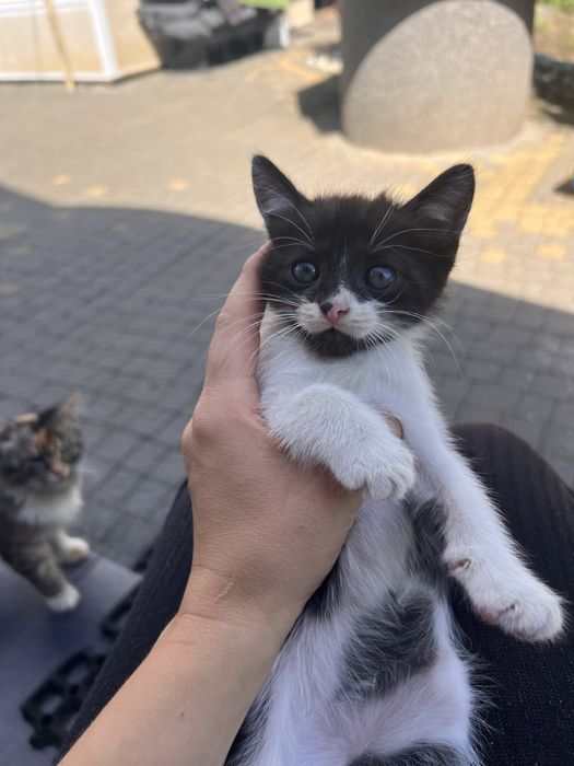 Котики в добрі руки