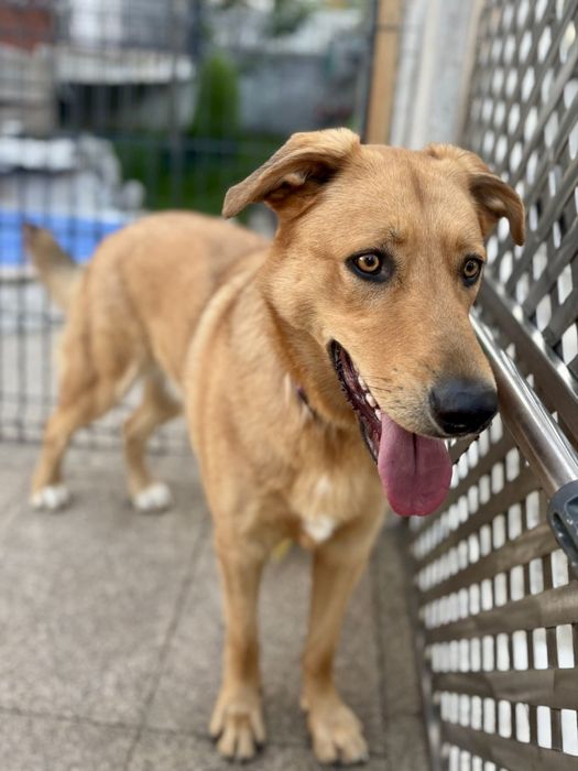 Machos de 1 ano e meio para adoção responsável