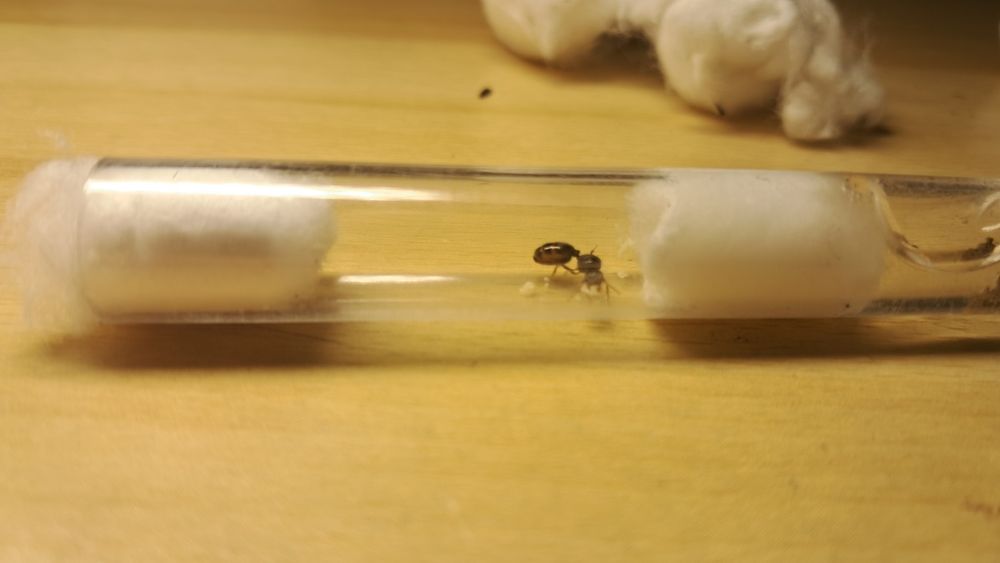 Продам вид Tetramorium caespitum 1/0