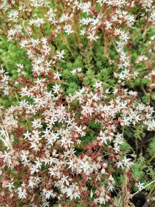 Седум, очиток скальный.