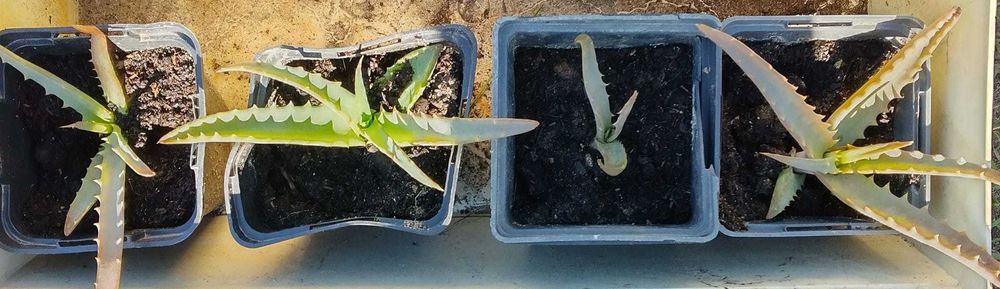 Aloes  roczne ekologiczne sadzonki