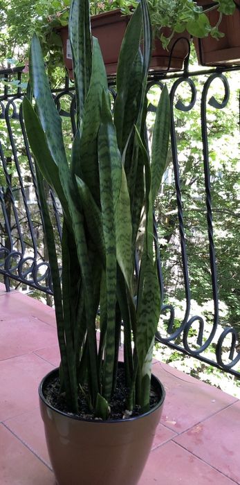 Сансевиерия (шучий хвост, тещин язык) комнатное растение