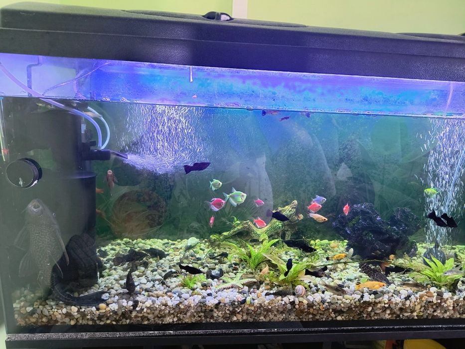 Akwarium 240 l z rybami
