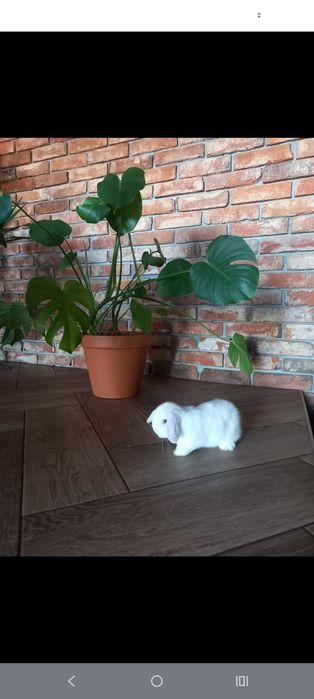 Króliczek mini lop baranek