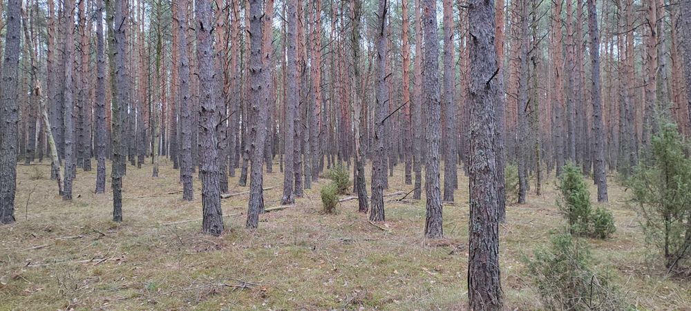 Las sosnowy z działką 2,42ha