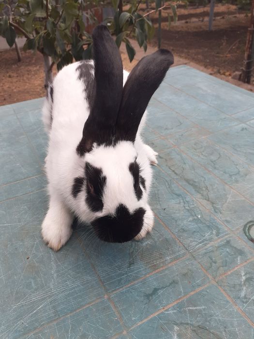 НСВ-строкачи. Александровка.200грн.