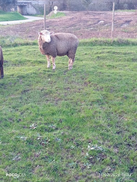 Ovelha ile de france pura com um ano de idade