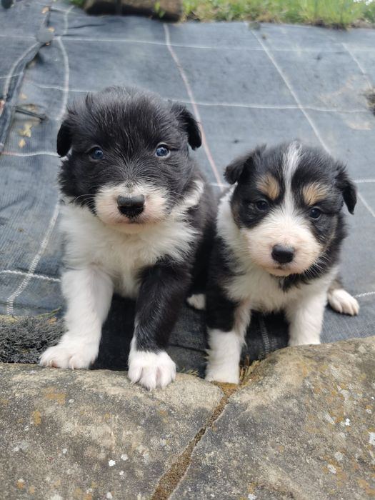 Szczeniak Border Collie