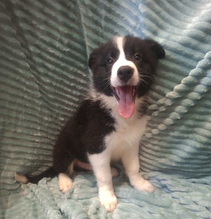 Border Collie piękny szczeniak piesek czarno - biały:-) cud natury