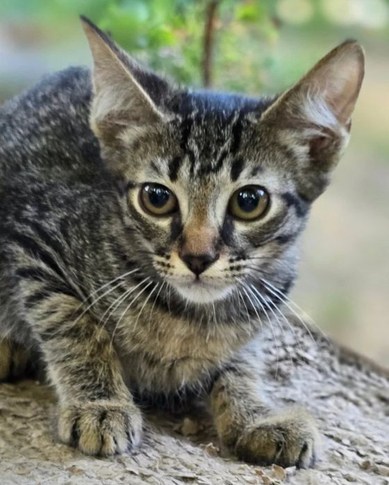 Тигровый котенок мальчик бесплатно