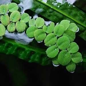 Salvinia Auriculata – Planta aquática