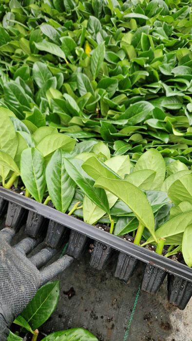 Laurowiśnia Novita Sadzonki