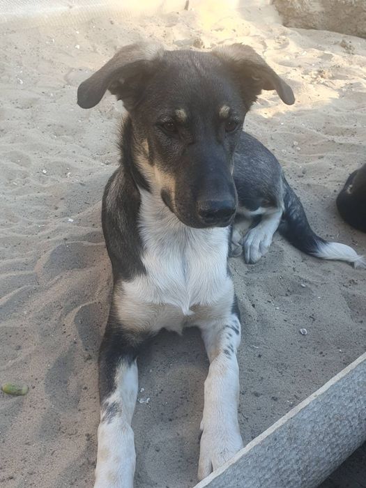 Подросшие щенки, ищут свой новый дом.