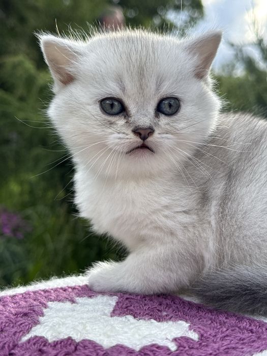 Скоттиш страйт, окрас серебристая шиншилла
