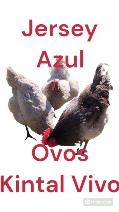 Ovos galinha de raça