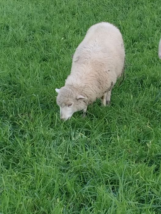 Tenho esta anha para vender