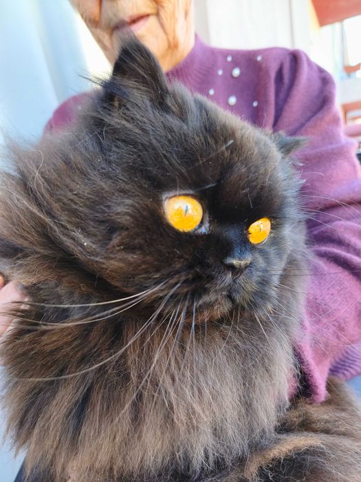 Gato persa para adoção responsável