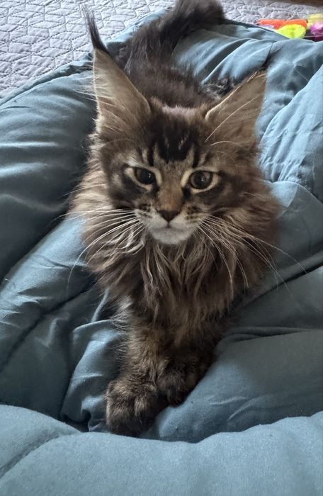 Kotka Maine Coon Gaja