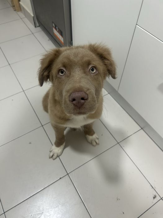 Sky – Cão de guarda/caça e família | Muito dócil com crianças