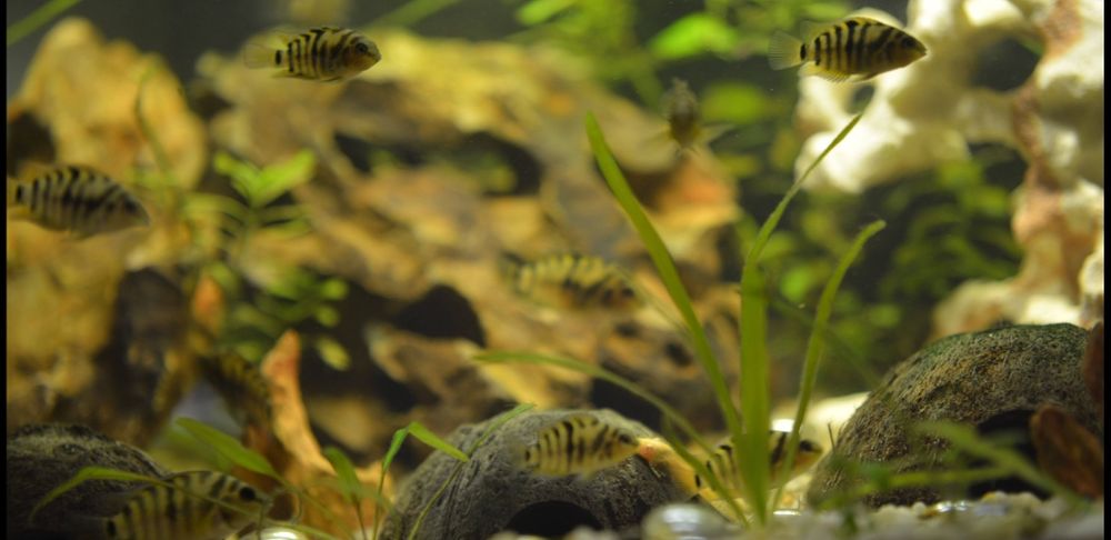 Sprzedam rybki Pielęgnice Zebry