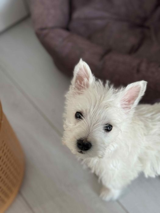 Цуценята Вест хайленд уайт терьер