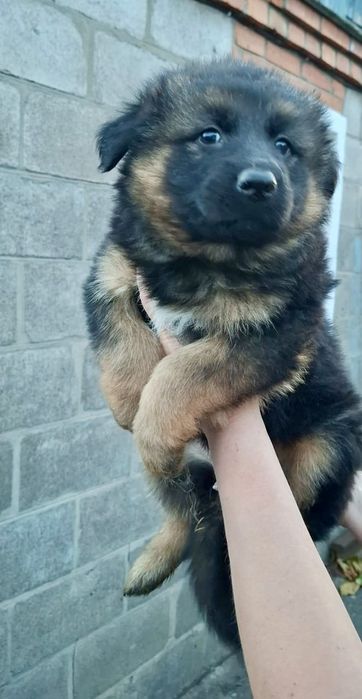 Щенки немецкой овчарки