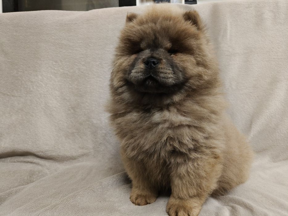 Cynamonowa suczka chow chow