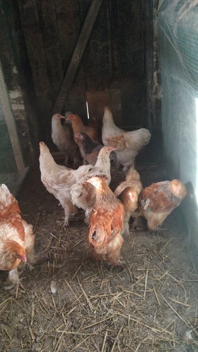 Kury i Koguty Brahma