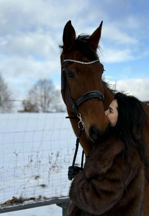 Sprzedam konia  wałacha !!!