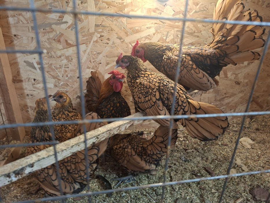 Куры яванская бентамка