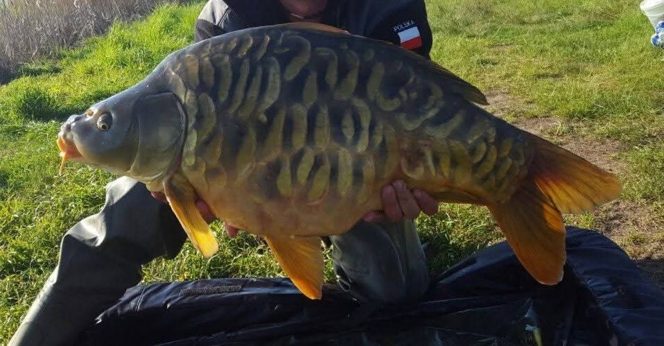 Karp Lampas, oryginalna łuska, unikat