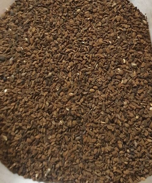 Facelia błękitna czysta