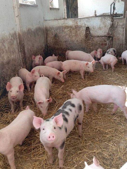 sprzedam prosieta, prosiaki warchlaki  80 sztuk