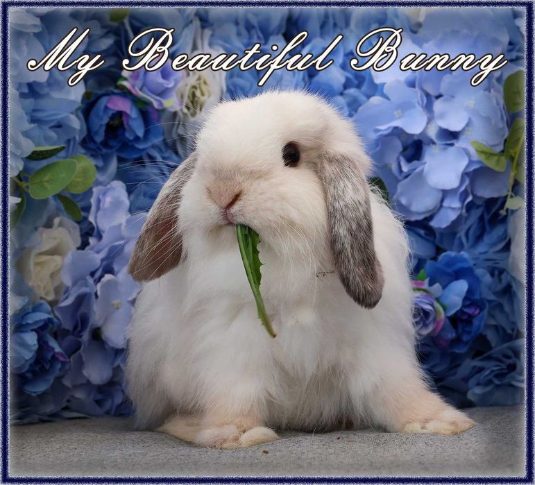 Piękny Królik Mini Lop - Frosty Point