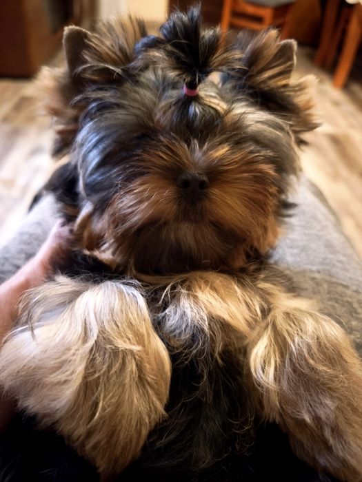 Yorkshire Terrier suczka - rodzice przebadani.