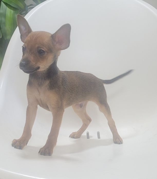Cachorrinho Pinscher macho