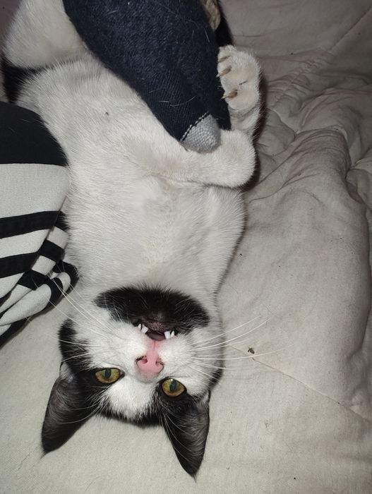 Pan Łaciaty szuka domu