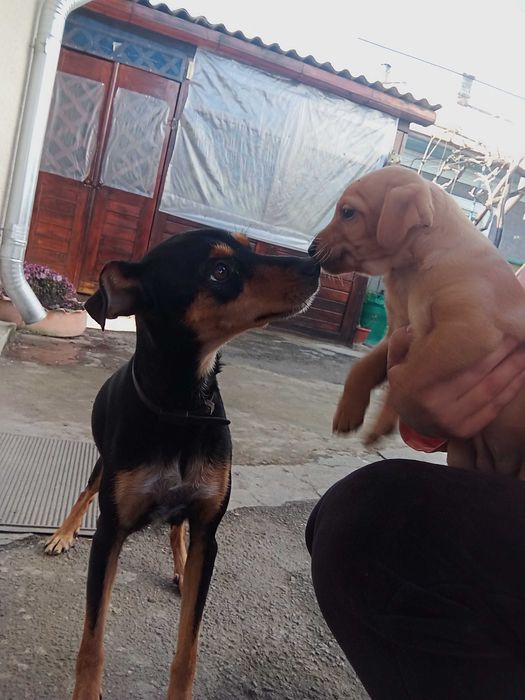 Продам німецьких цвергпінчерів